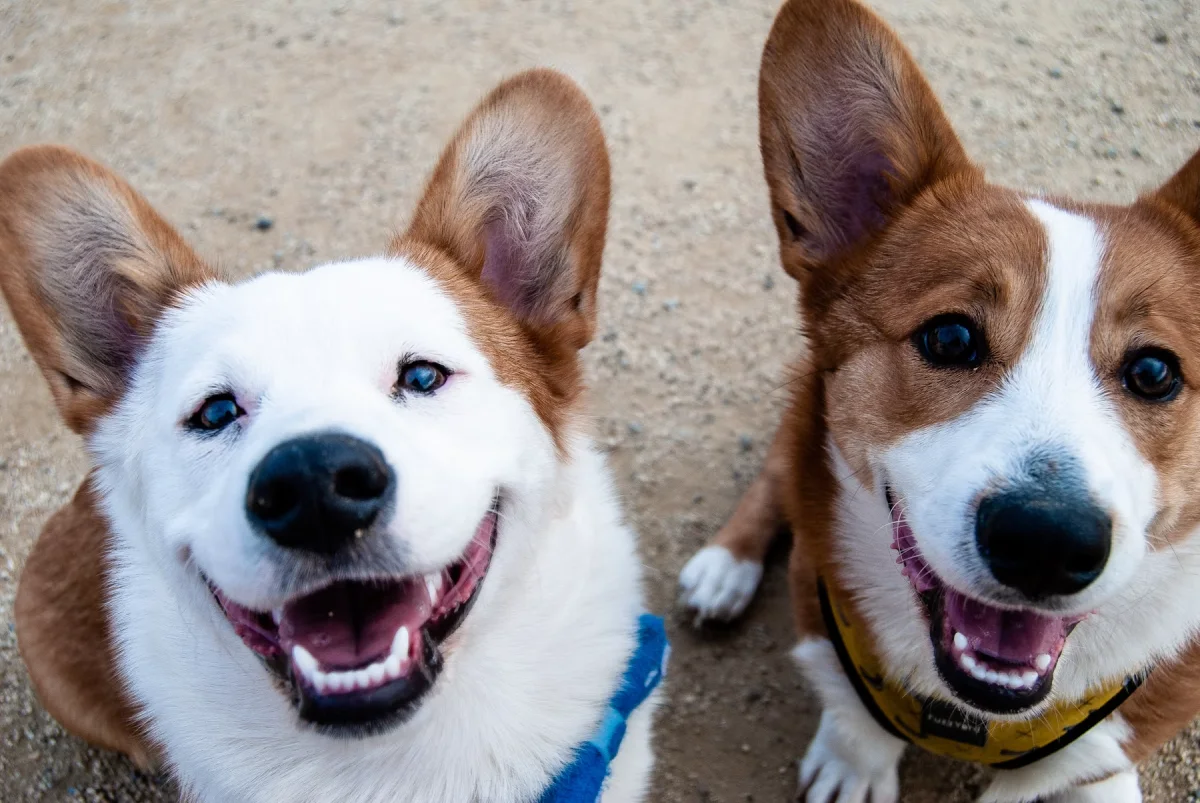 Dog Training Evaluatio