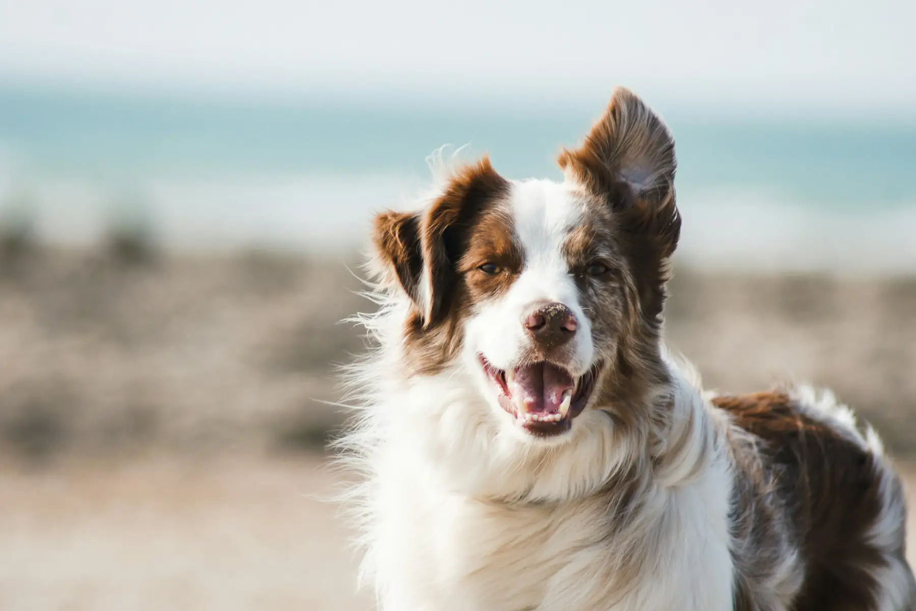 Dog Training Consultation